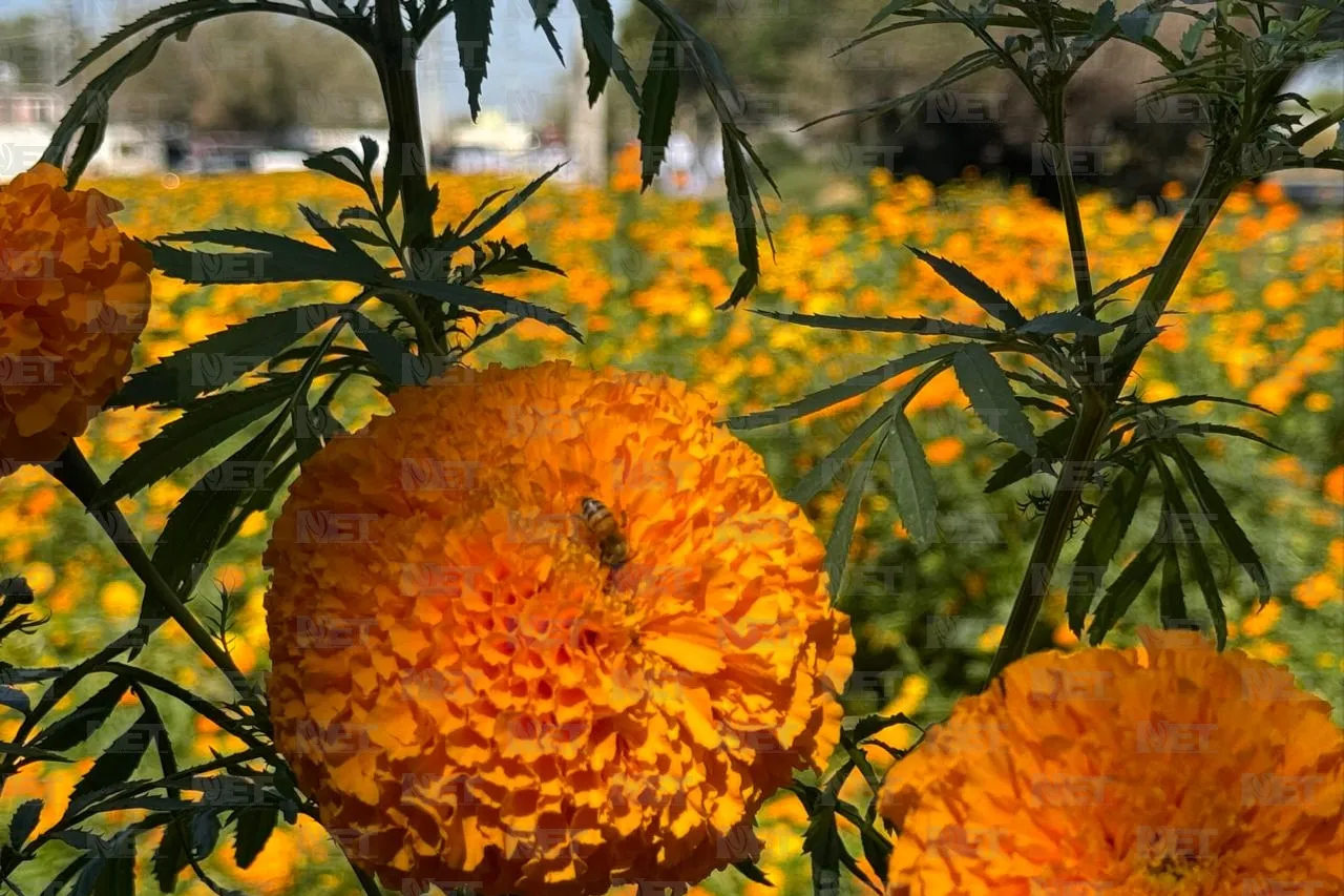 Mariposas aprovechan Día de Muertos para polinizar Cempasúchil