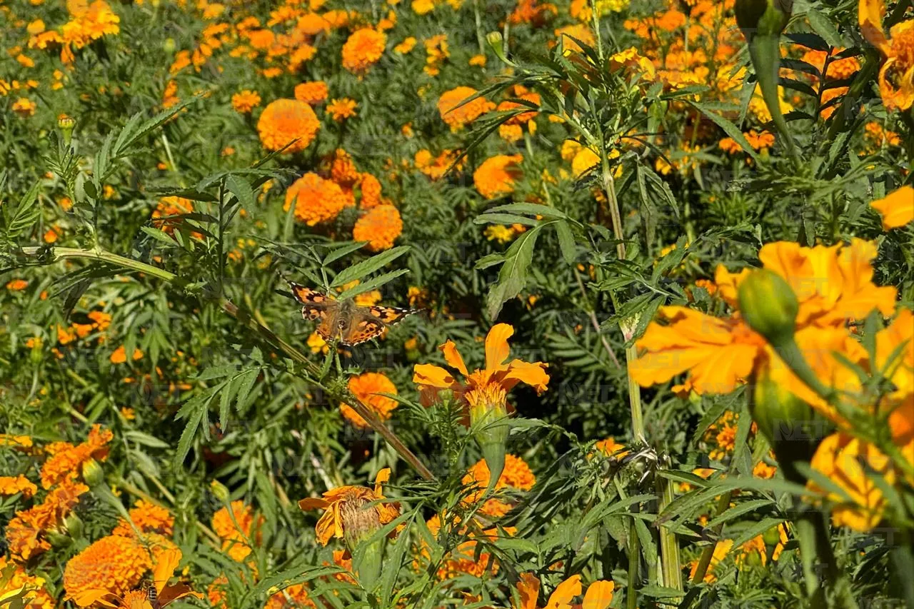 Mariposas aprovechan Día de Muertos para polinizar Cempasúchil