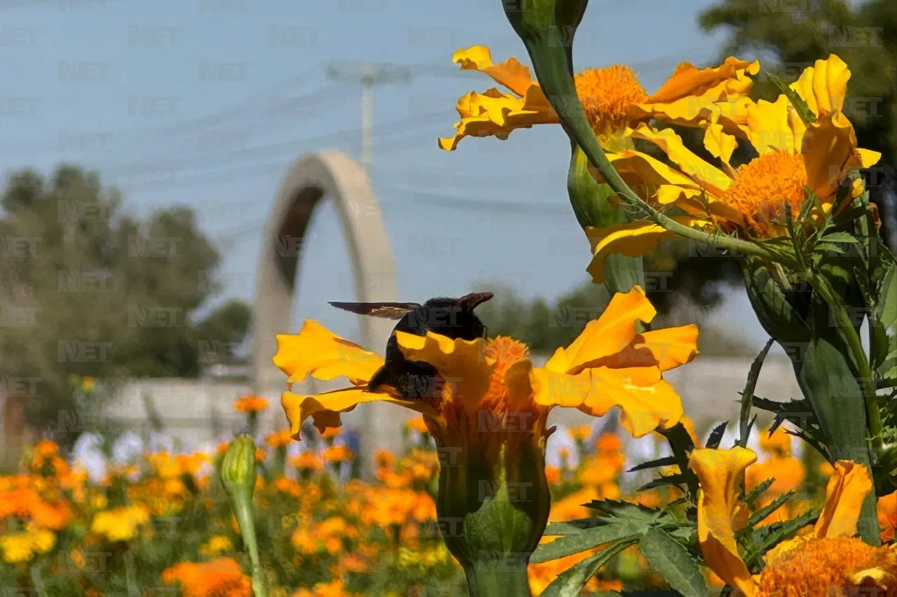 Mariposas aprovechan Día de Muertos para polinizar Cempasúchil