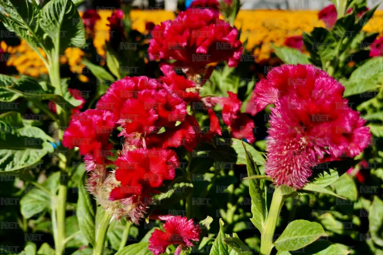 Flor de cempasúchil desafía los climas extremos del desierto