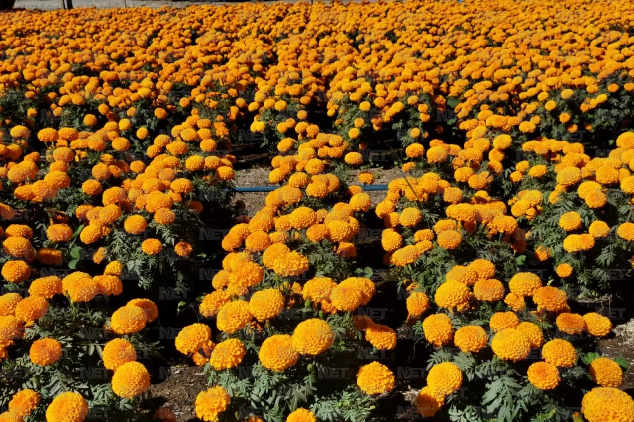 Flor de cempasúchil desafía los climas extremos del desierto