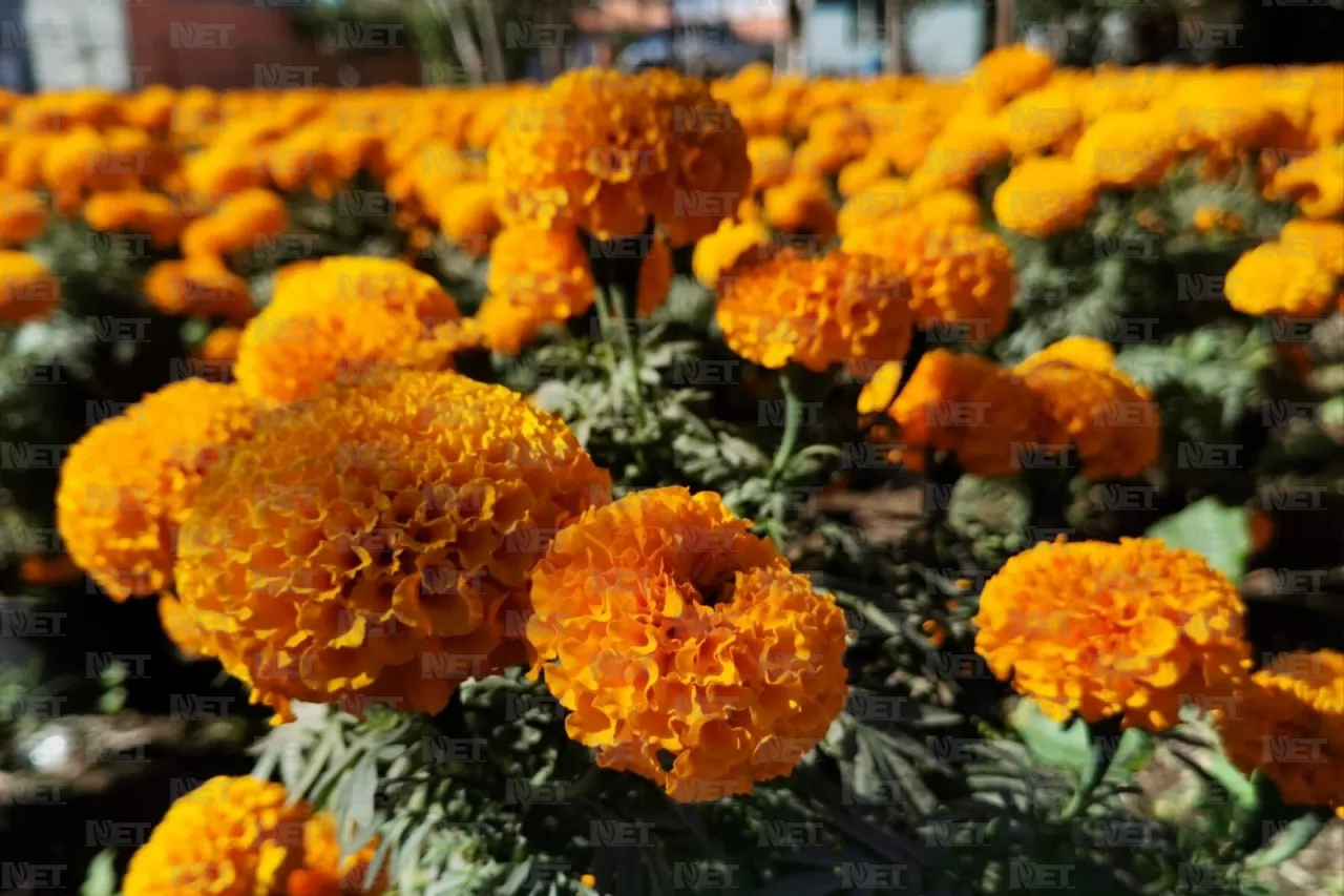 Flor de cempasúchil desafía los climas extremos del desierto