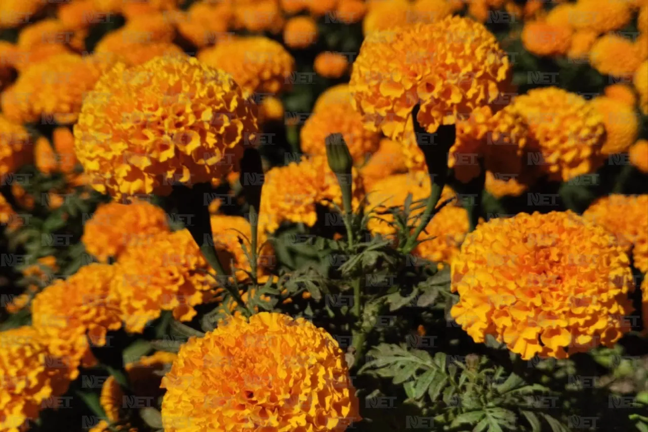 Flor de cempasúchil desafía los climas extremos del desierto