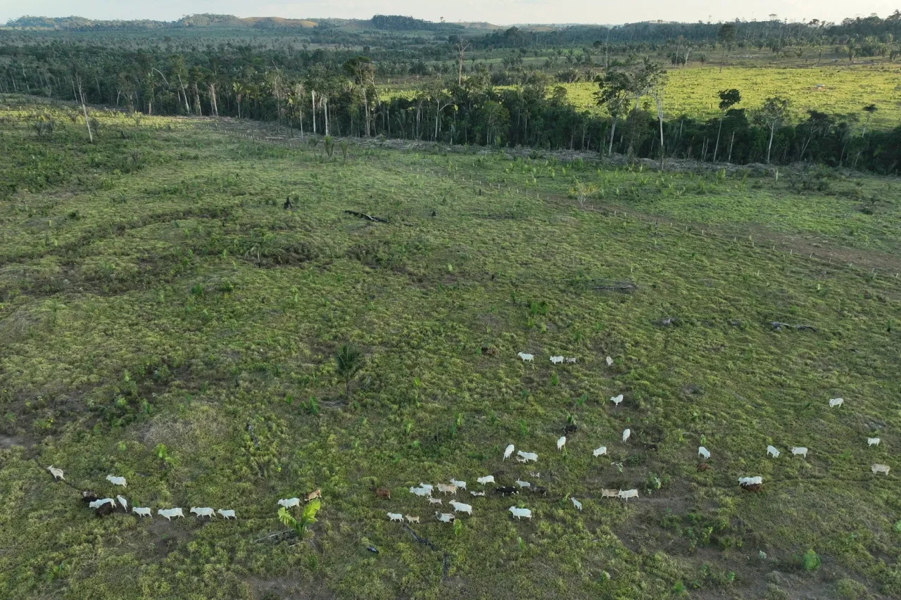 Brasil multa a empaquetadoras de carne por comprar ganado criado ilegalmente