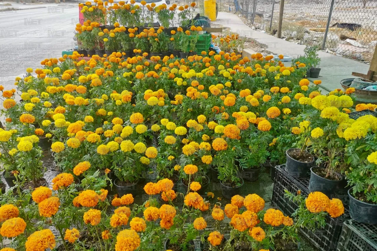 Rematan flor de cempasúchil en la Carlos Amaya