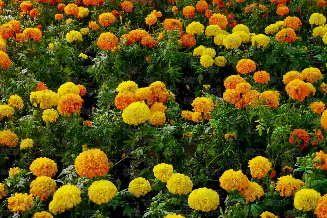 Rematan flor de cempasúchil en la Carlos Amaya