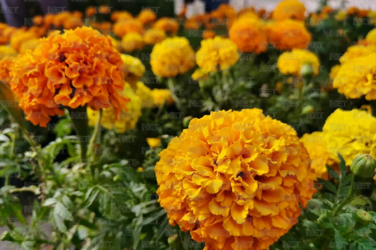 Rematan flor de cempasúchil en la Carlos Amaya