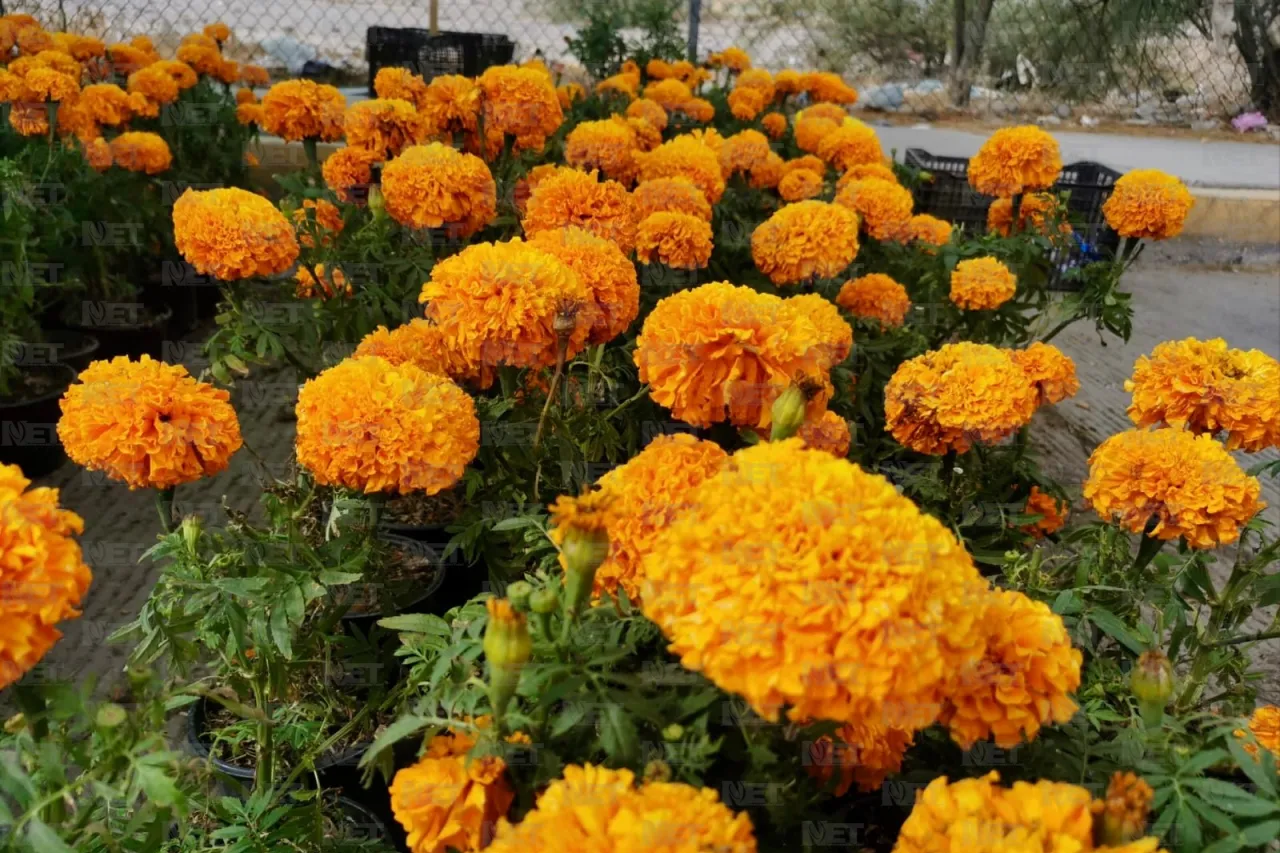 Rematan flor de cempasúchil en la Carlos Amaya