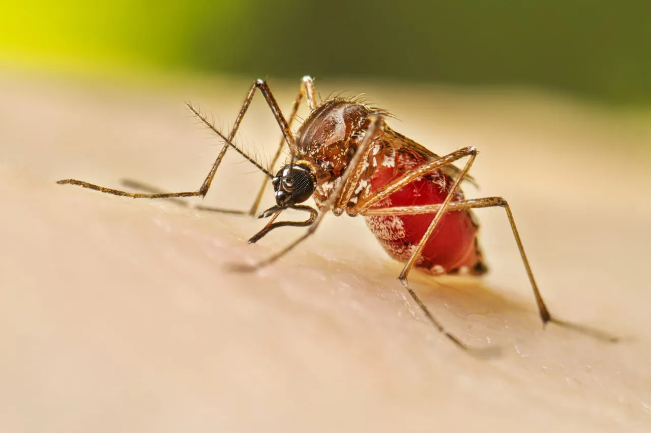 Acumula Chihuahua más de 140 casos de dengue