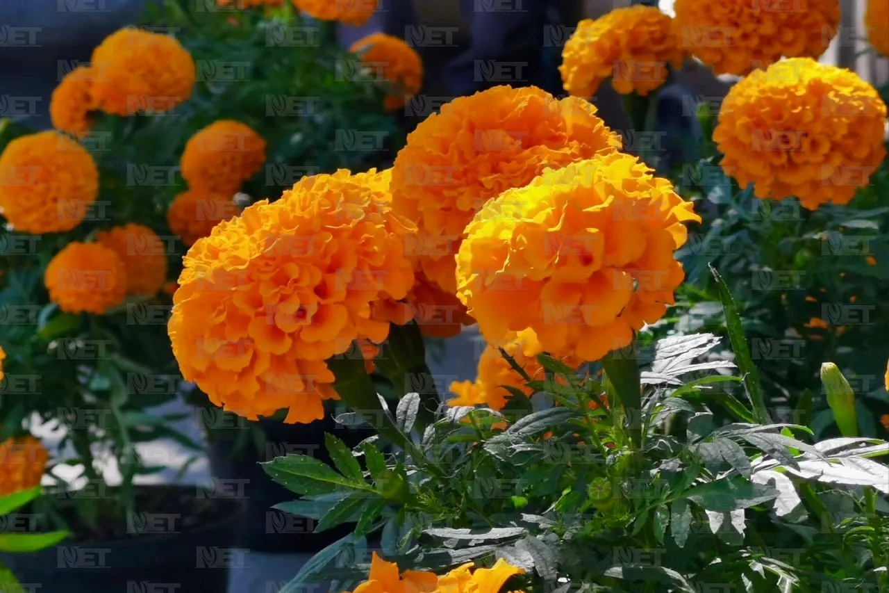 Ayudemos a que don Óscar venda todas sus flores