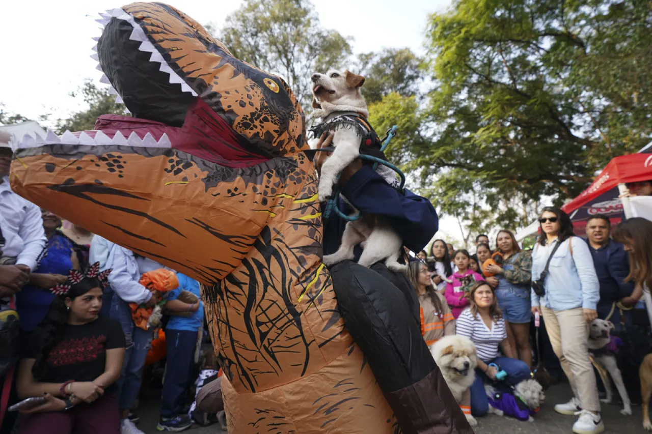 Altares del Día de Muertos en México también honran a animales