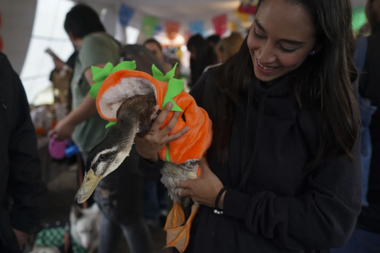 Altares del Día de Muertos en México también honran a animales