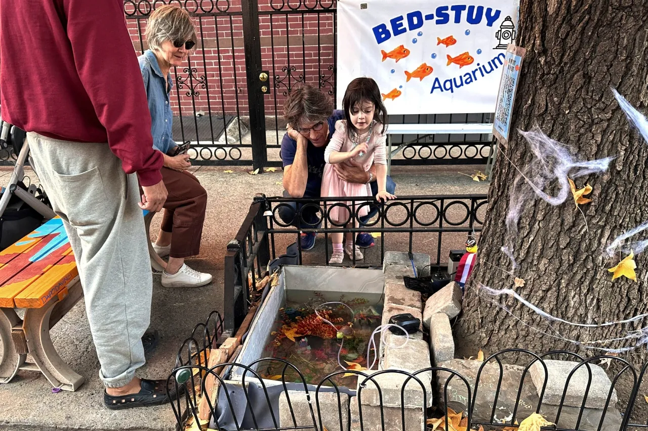 Estanque improvisado para peces en Brooklyn renace en el alcorque de un árbol