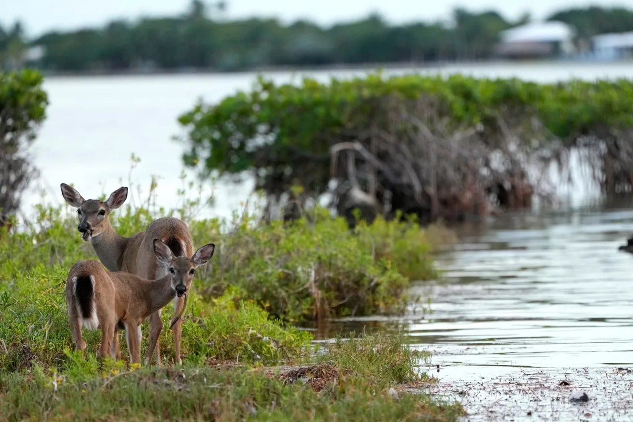 Florida: Ciervos enfrentan un futuro incierto ante el aumento del nivel del mar