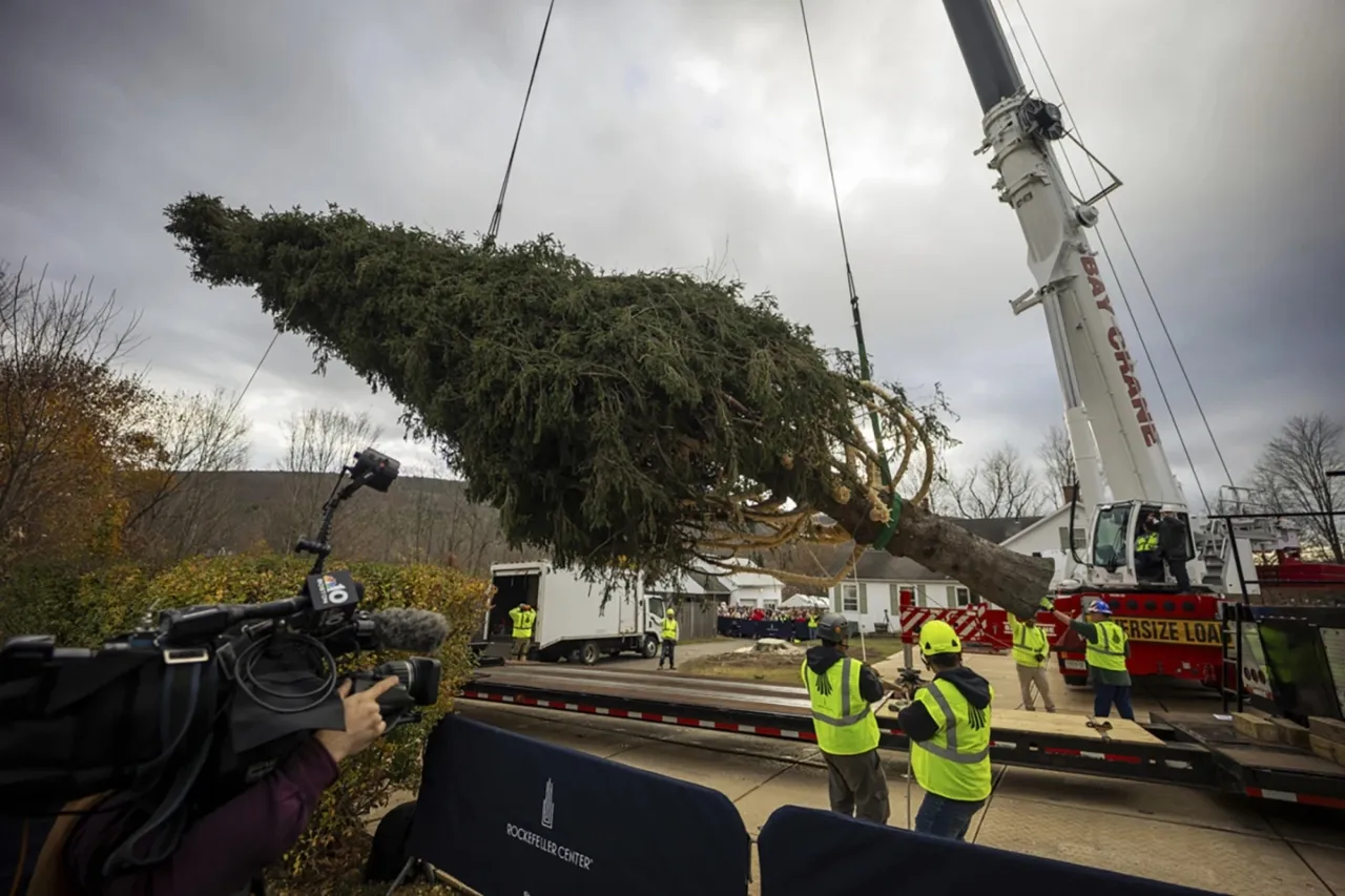 Árbol de 23 metros de altura estará en el Rockefeller Center este año