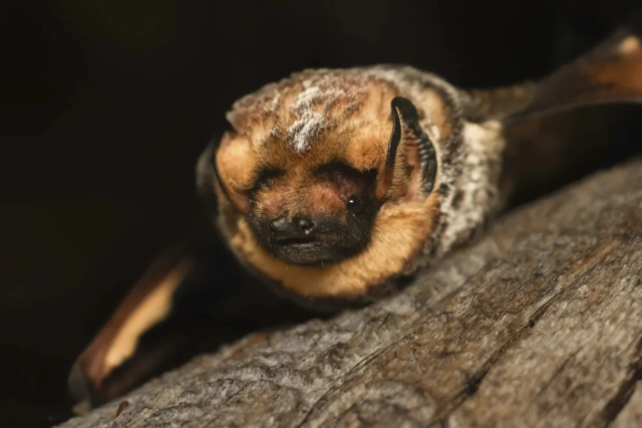 Hoary Potter, el murciélago que ganó un concurso de belleza