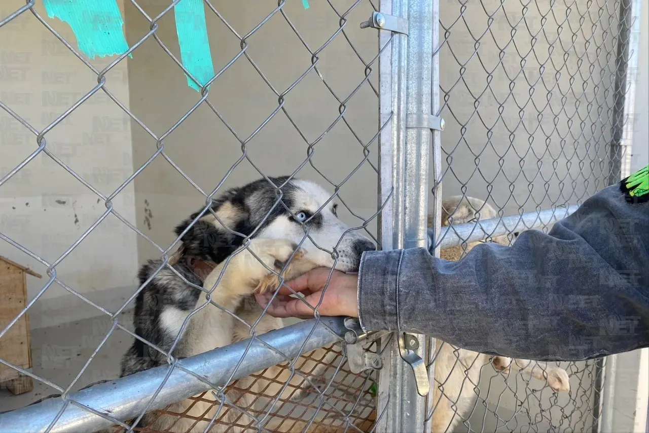 Invita Partido Verde de Juárez a sumarse al 'Adopta-ton 2024'