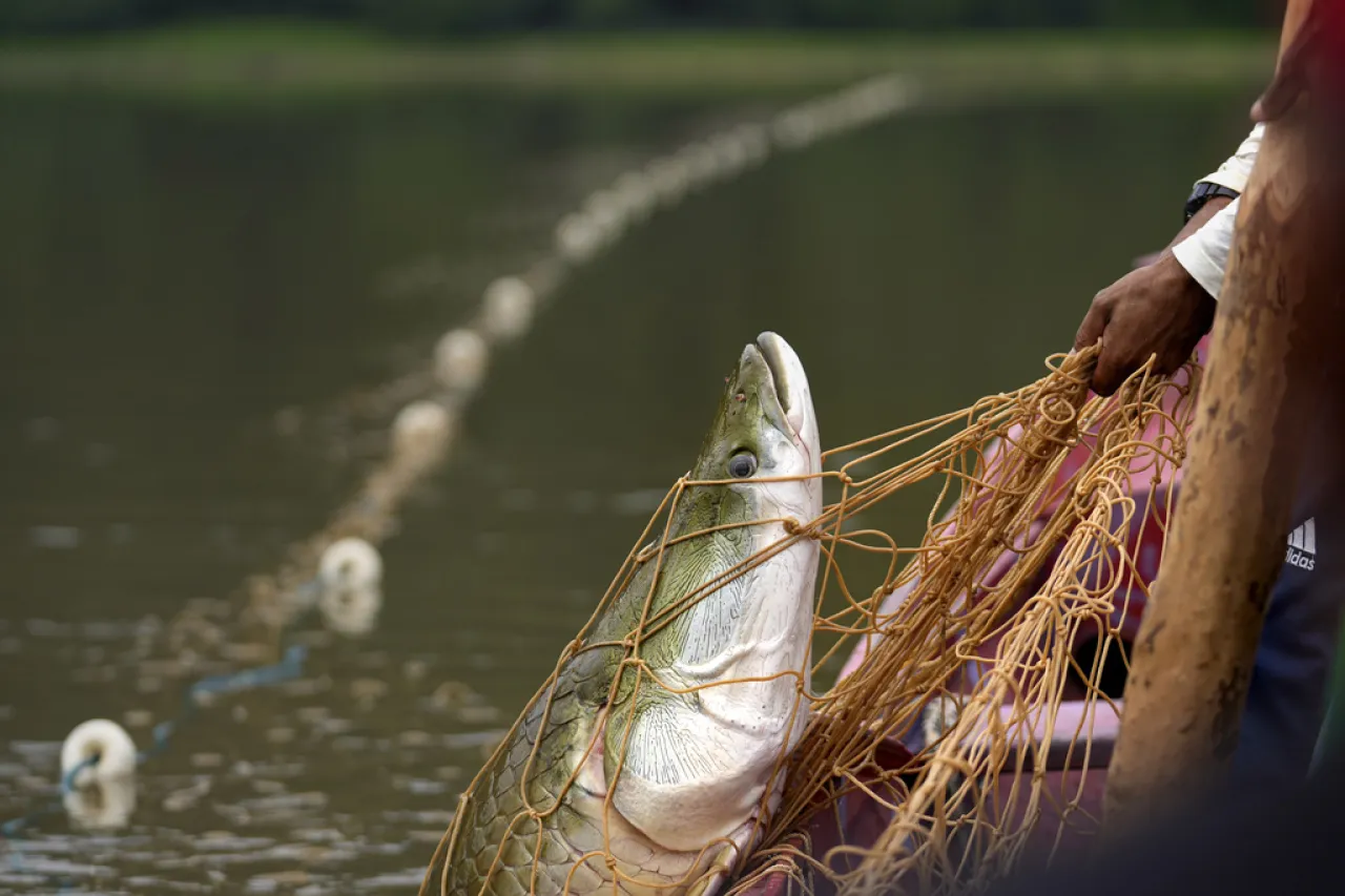 Graves sequías amenazan la pesca sostenible en Amazonía