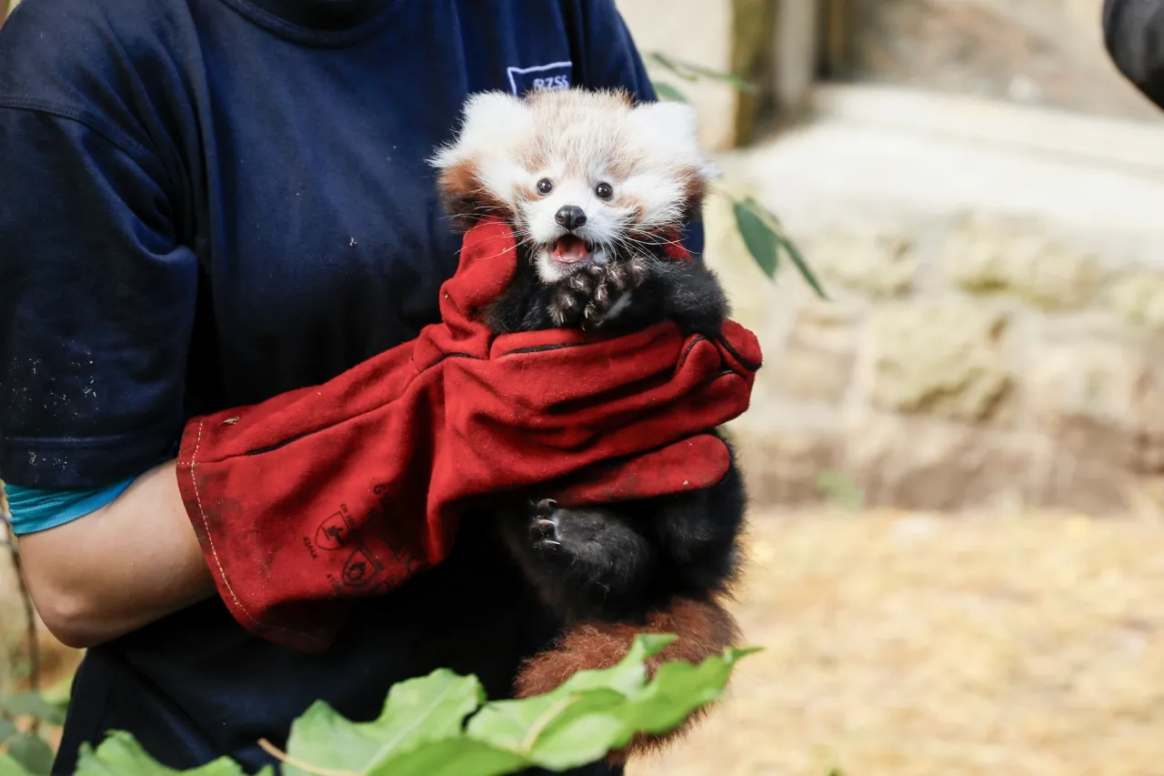 Zoológico atribuye la muerte de un panda rojo bebé a fuegos artificiales