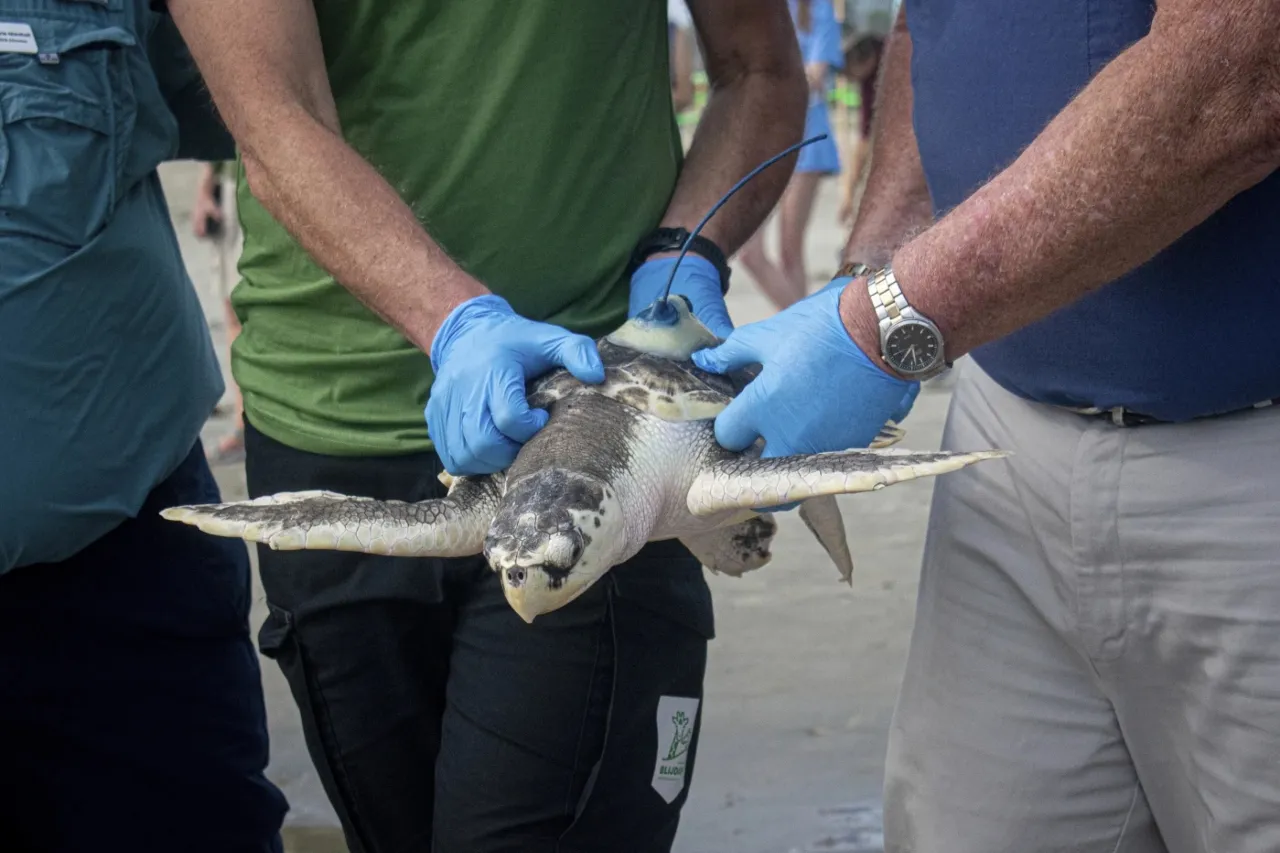 Vuelve a casa tortuga marina hallada en Países Bajos