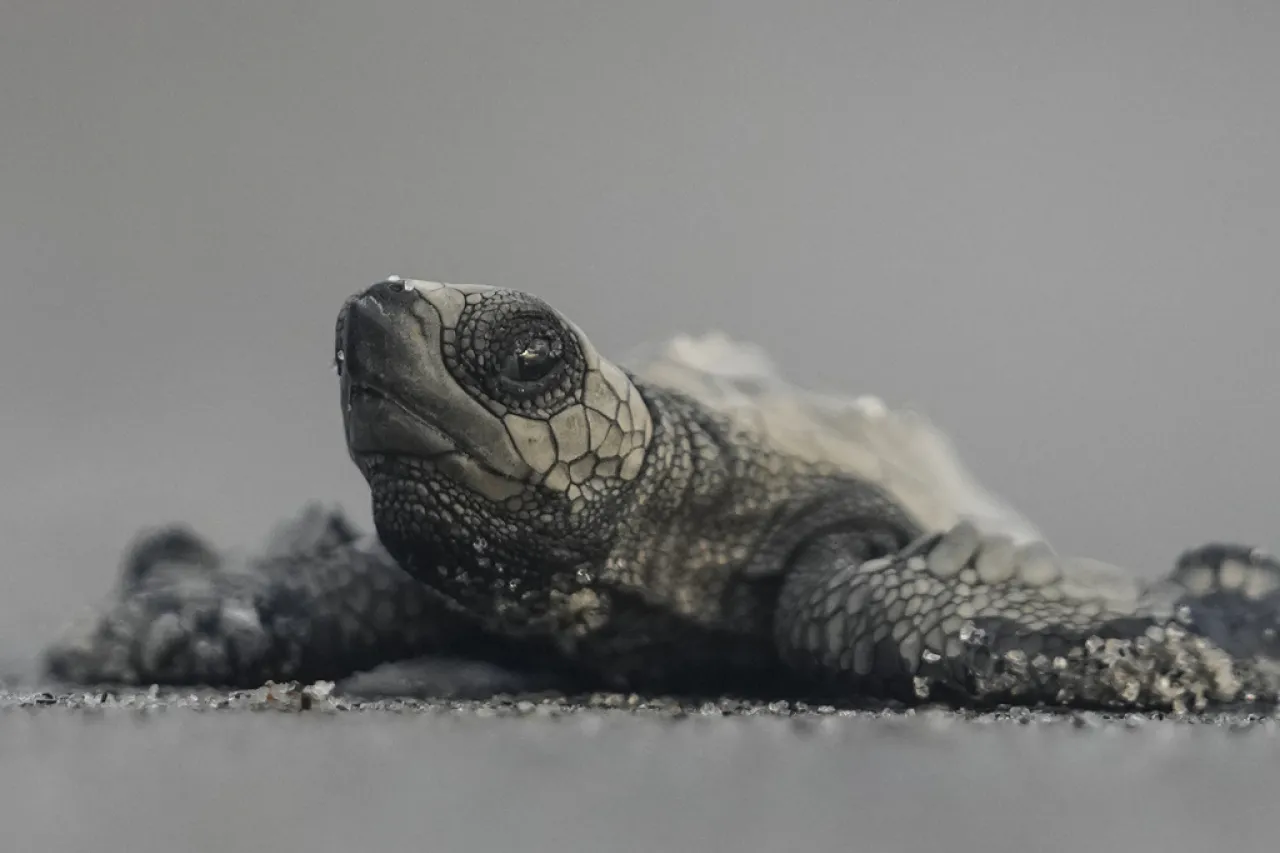 ¡Al mar! Liberación de tortugas bebés para asegurar su futuro en Panamá