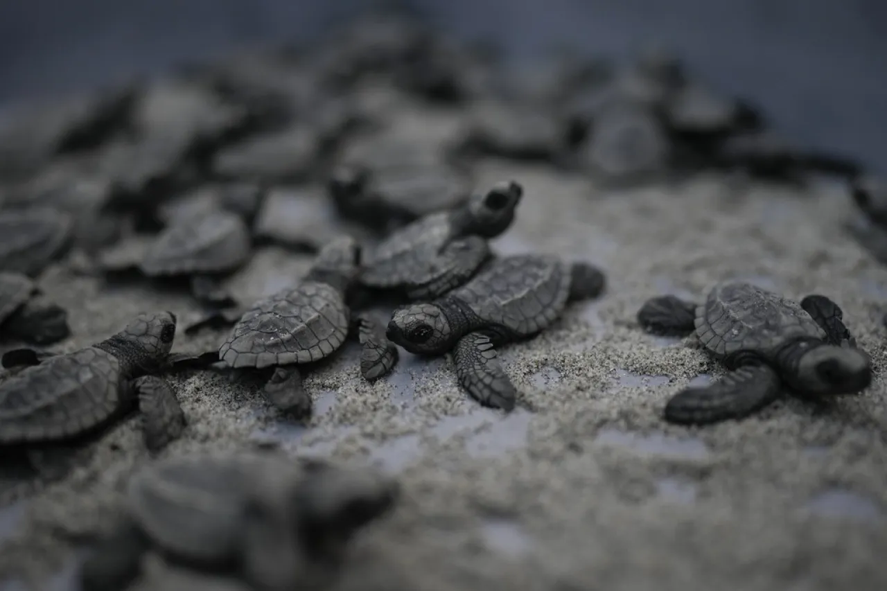 ¡Al mar! Liberación de tortugas bebés para asegurar su futuro en Panamá