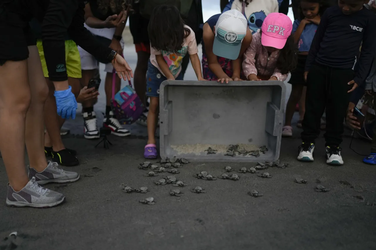 ¡Al mar! Liberación de tortugas bebés para asegurar su futuro en Panamá