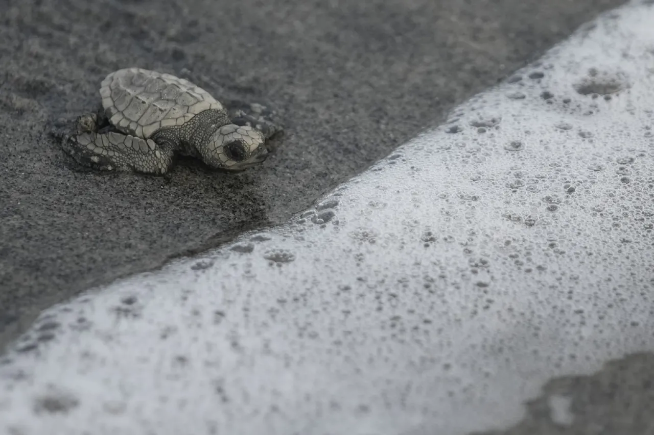 ¡Al mar! Liberación de tortugas bebés para asegurar su futuro en Panamá