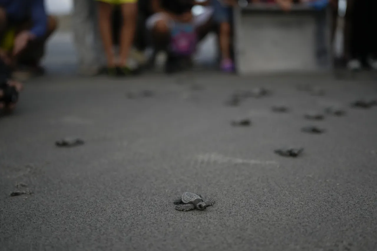 ¡Al mar! Liberación de tortugas bebés para asegurar su futuro en Panamá