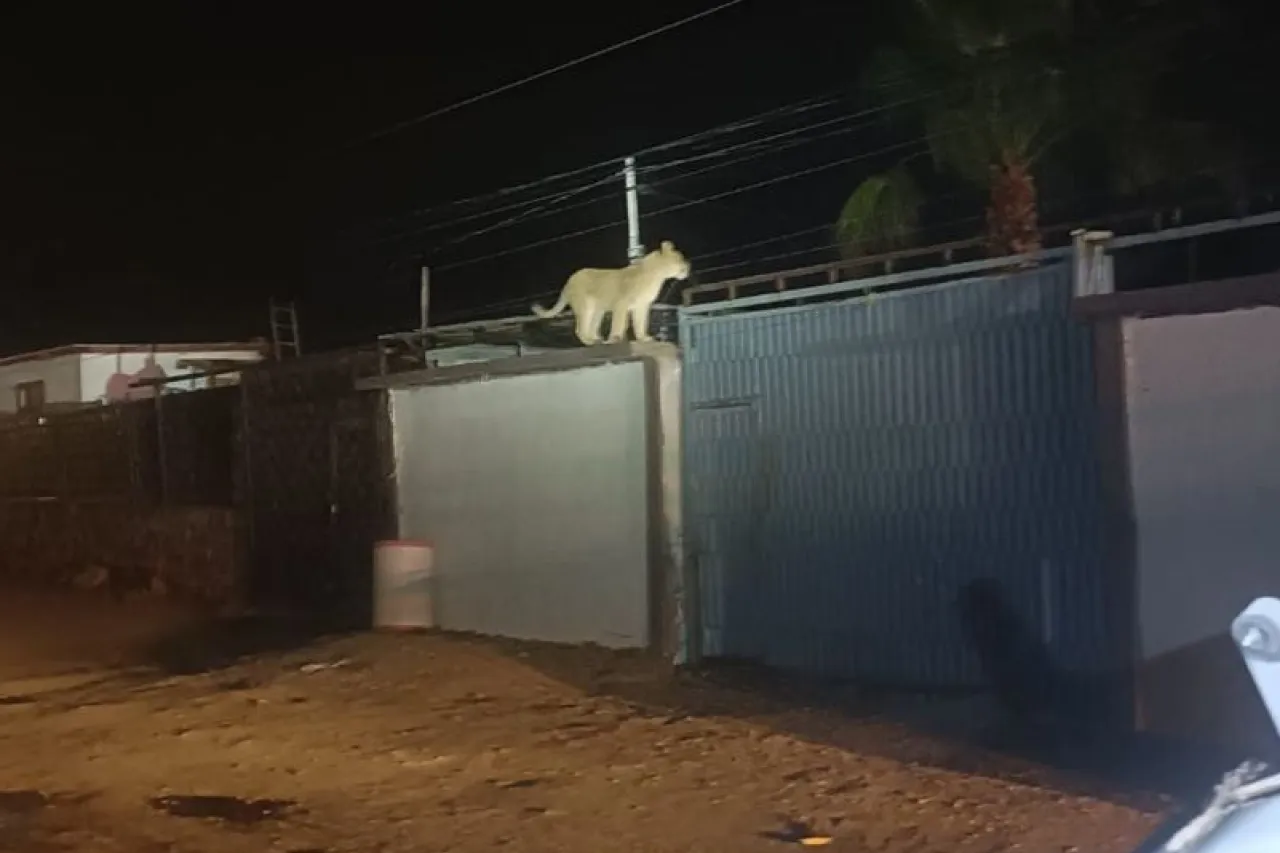 Video: Captura Protección Civil a leona en la Felipe Ángeles