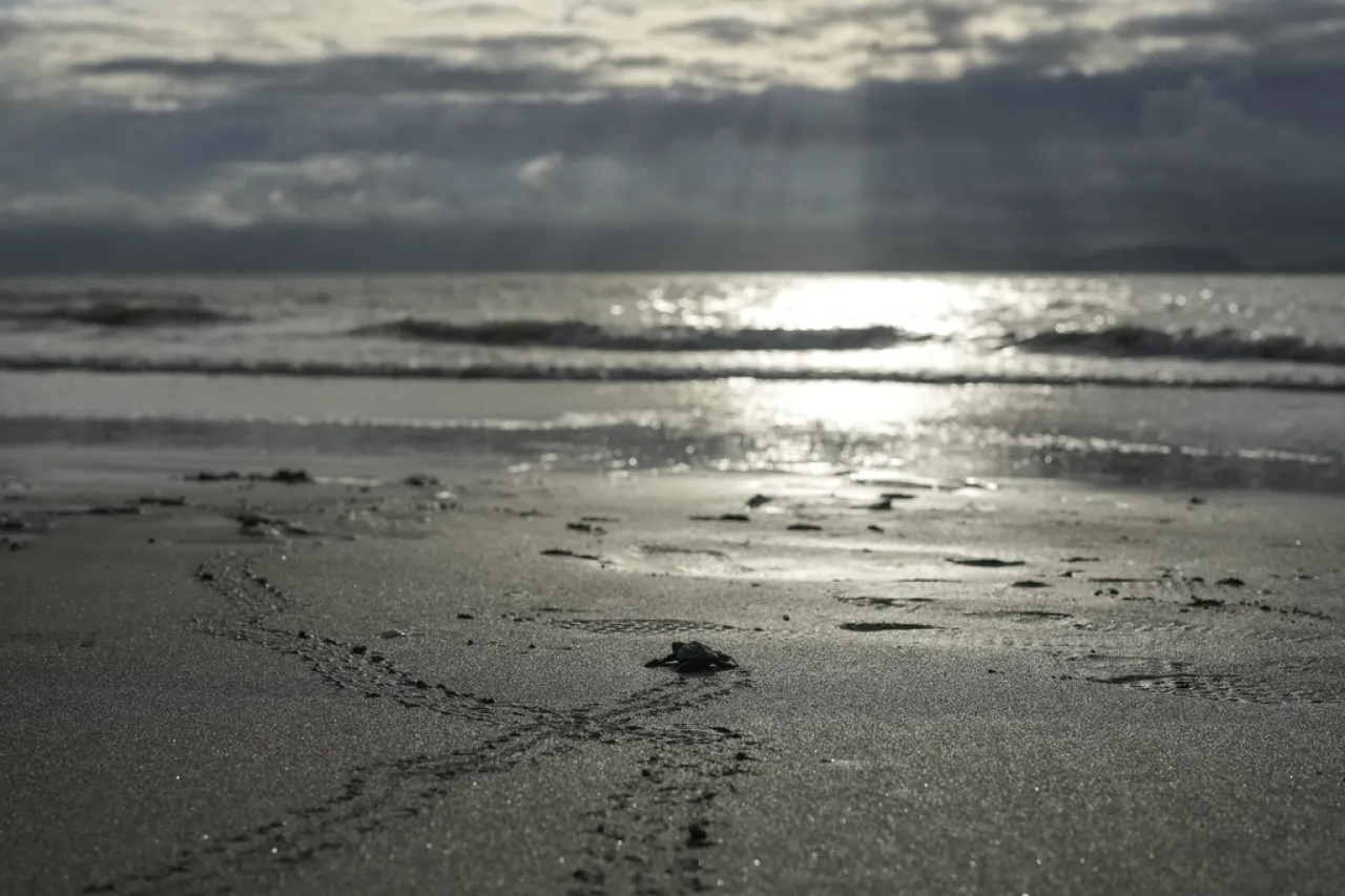 ¡Al mar! Liberación de tortugas bebés para asegurar su futuro en Panamá