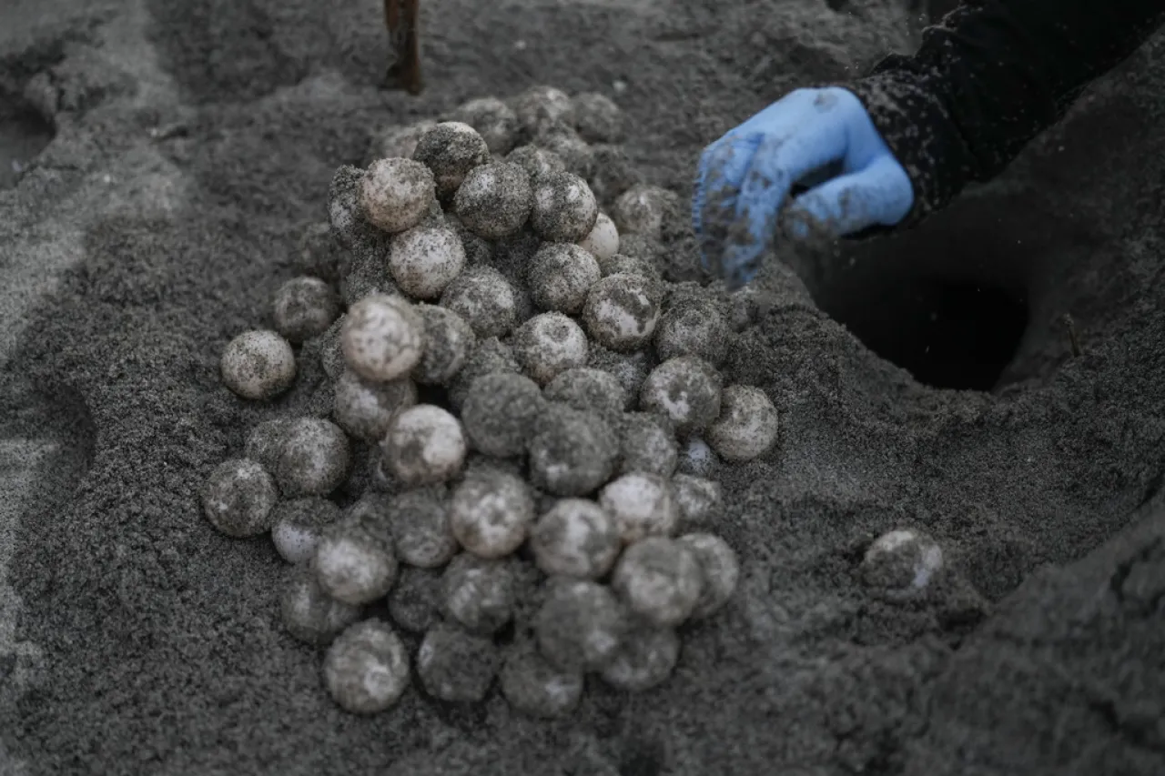 ¡Al mar! Liberación de tortugas bebés para asegurar su futuro en Panamá