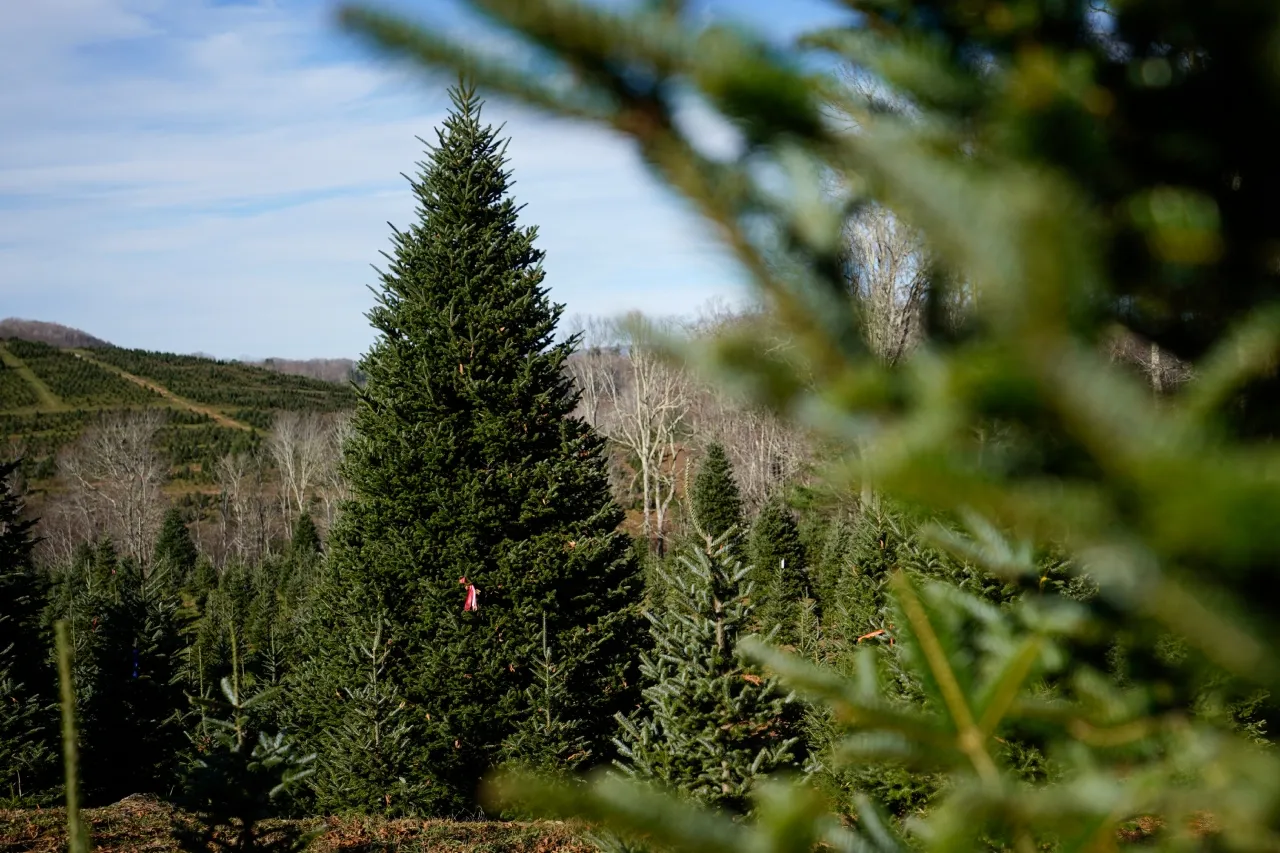 Árbol en Casa Blanca simboliza resiliencia de Carolina del Norte tras huracanes