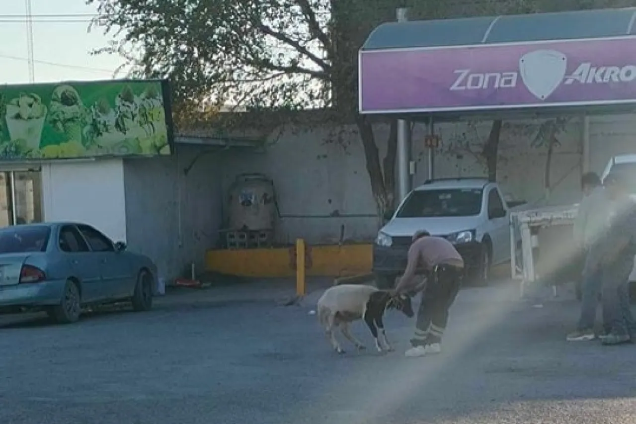 Cabra andaba de vaga en el Kilómetro 20