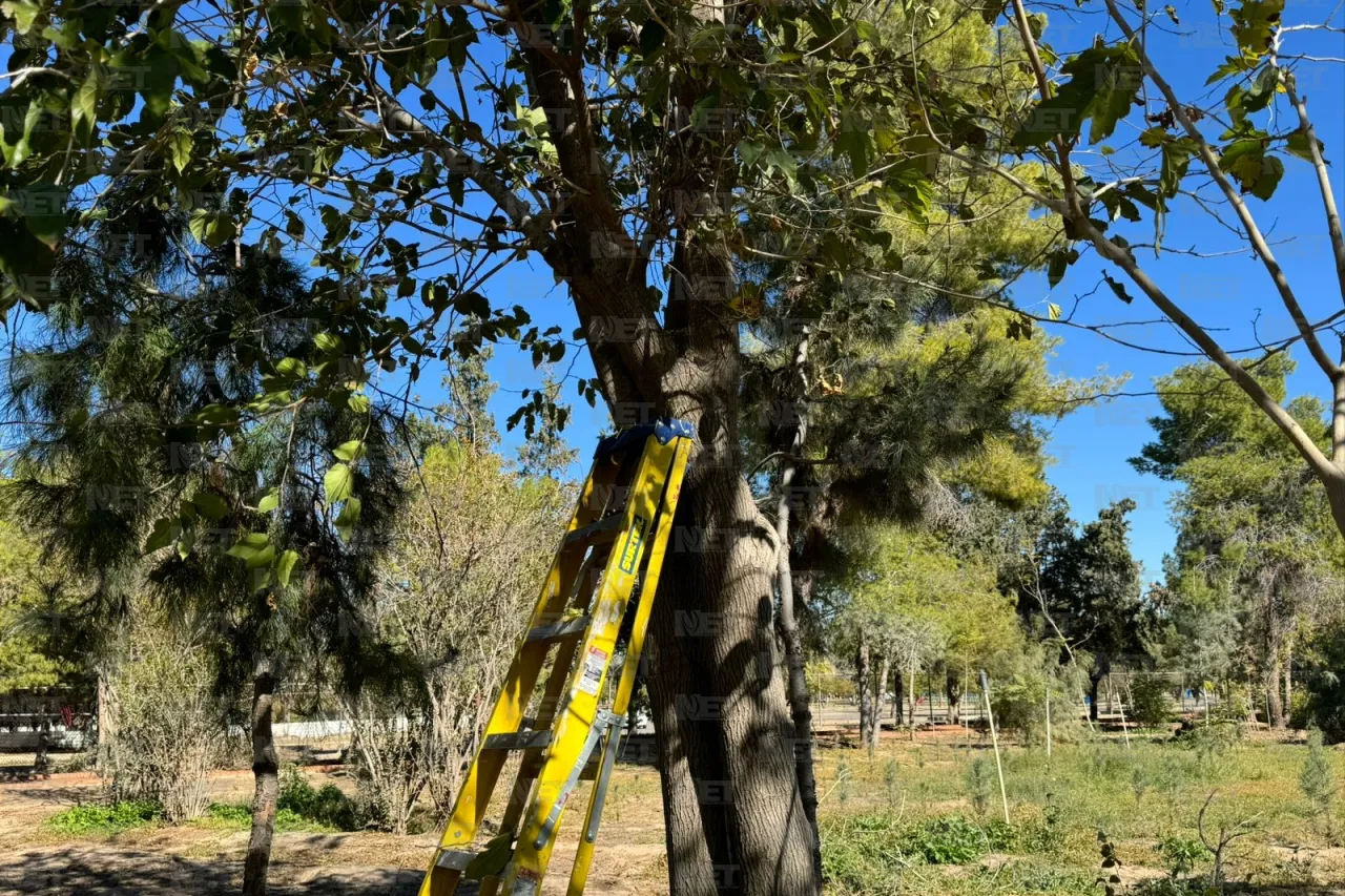 ¿Ya es la temporada de poda? Conoce tus árboles para cuidar tu jardín