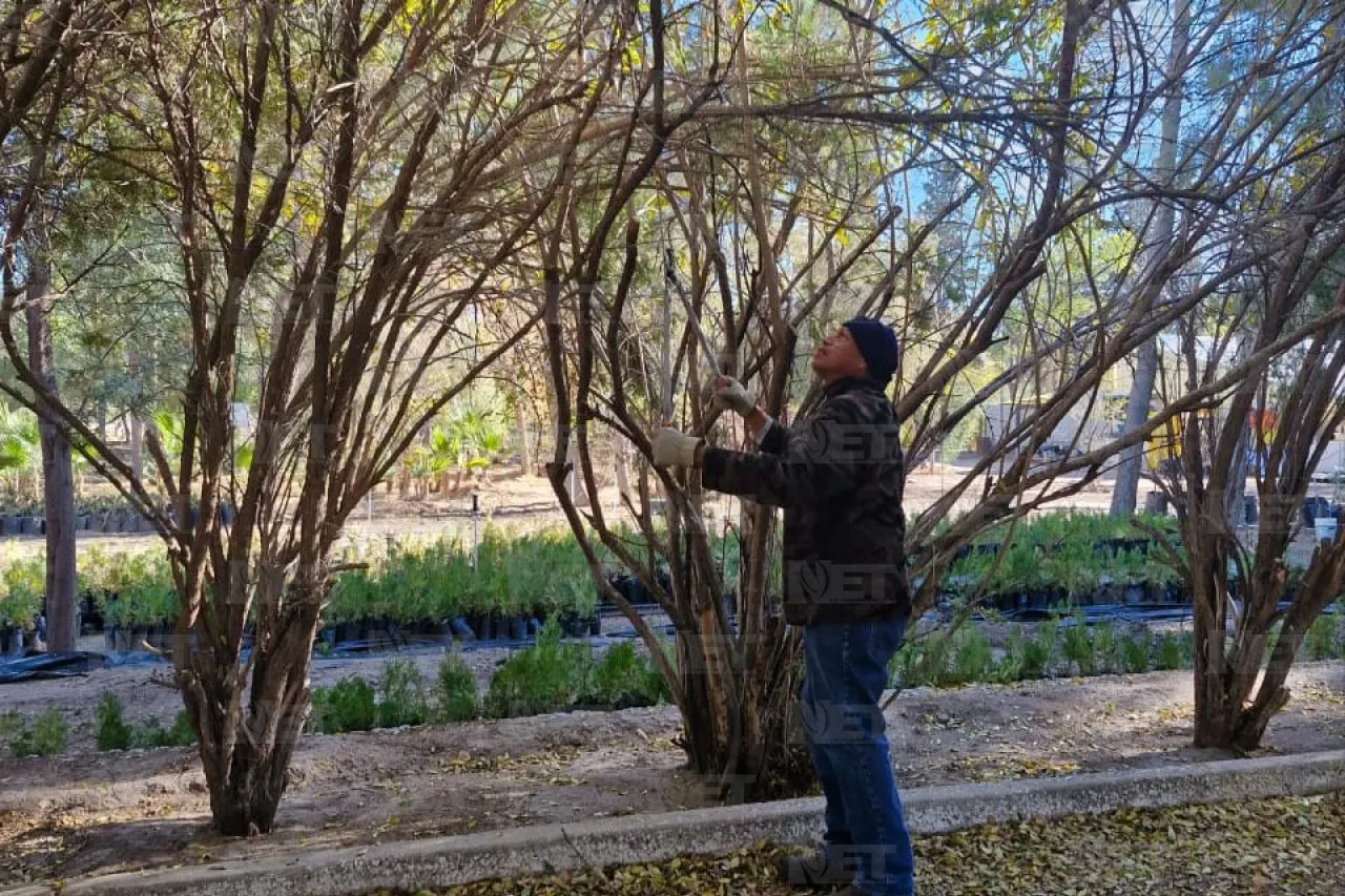 ¿Ya es la temporada de poda? Conoce tus árboles para cuidar tu jardín