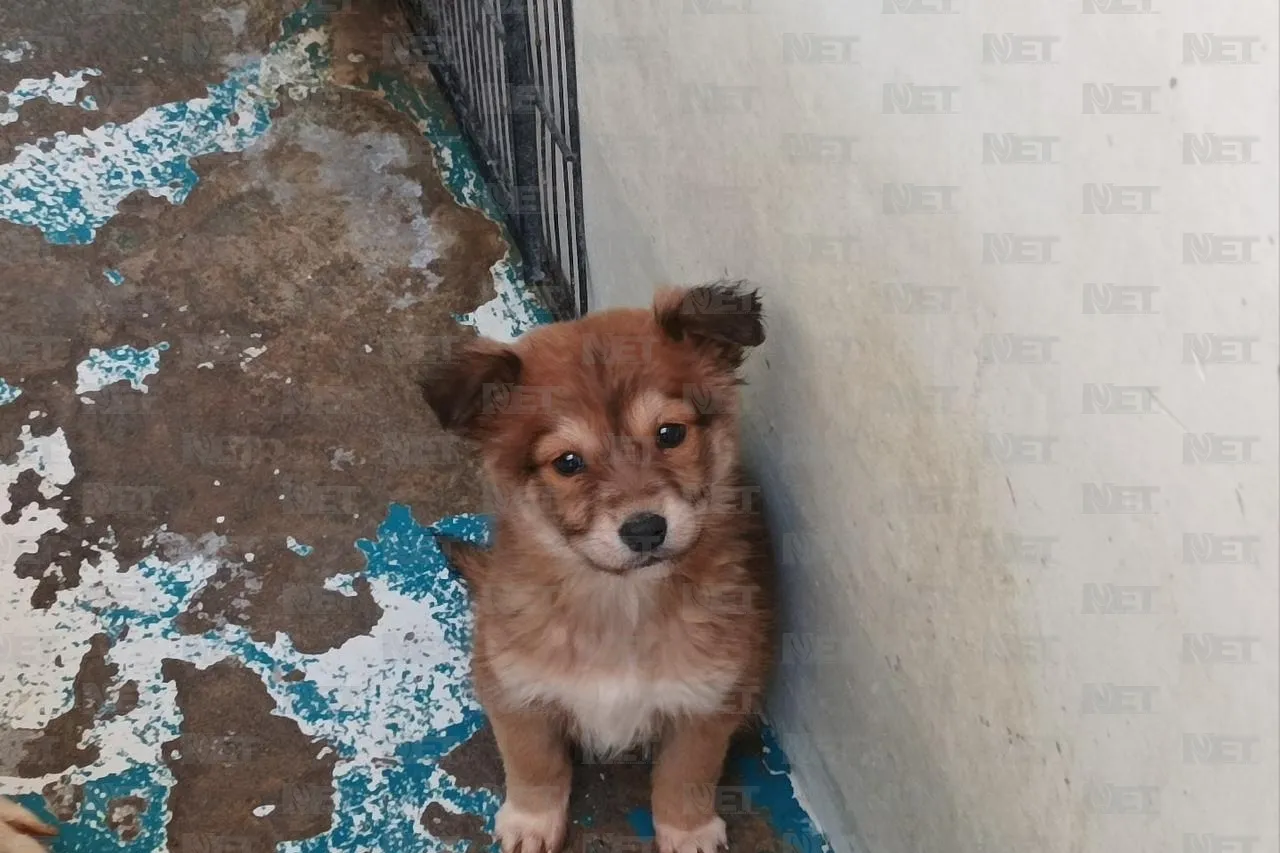 Vacuna y protege a tus mascotas antes del invierno en Juárez