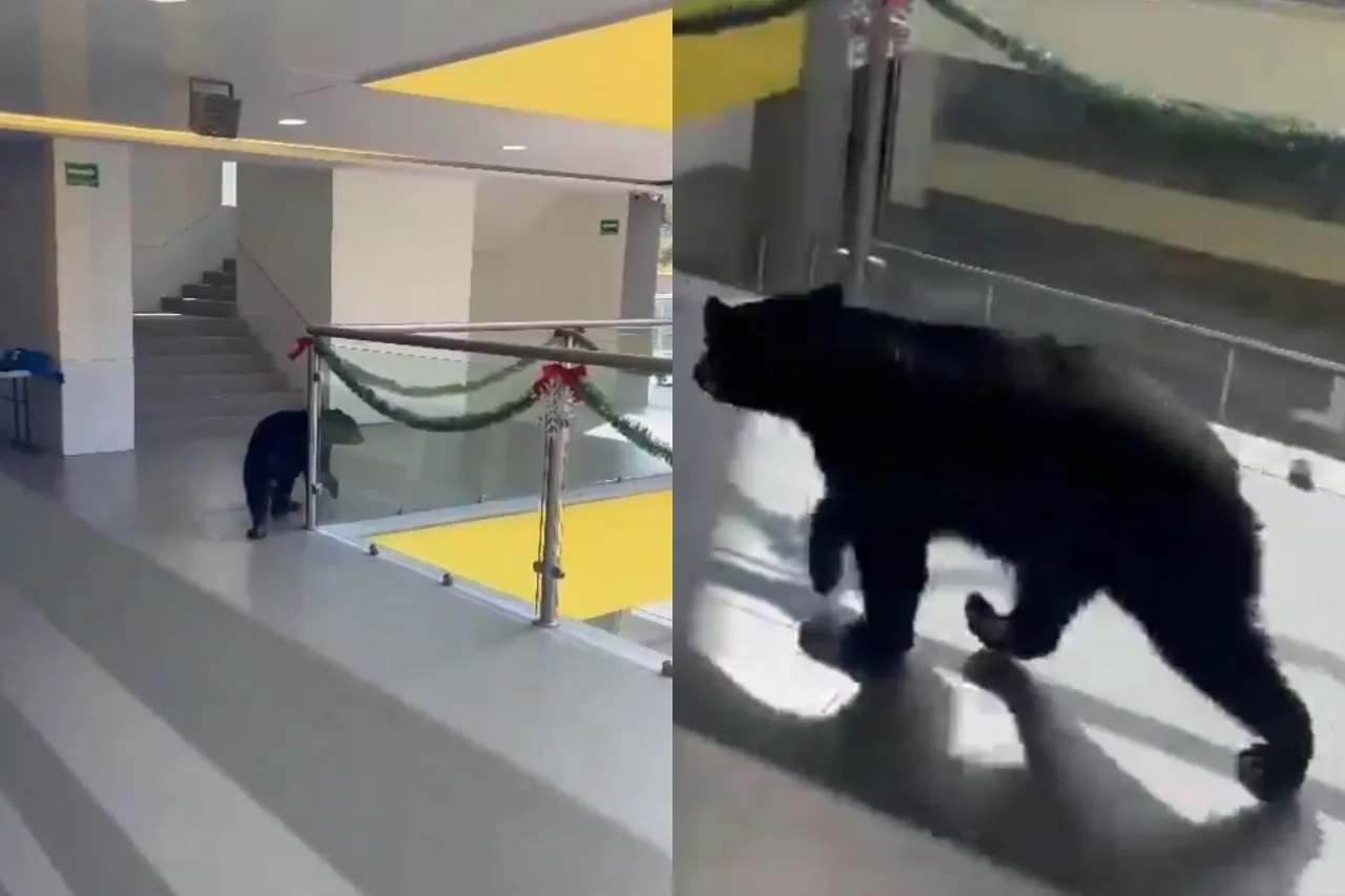 Video: Oso ingresa a colegio en Nuevo León