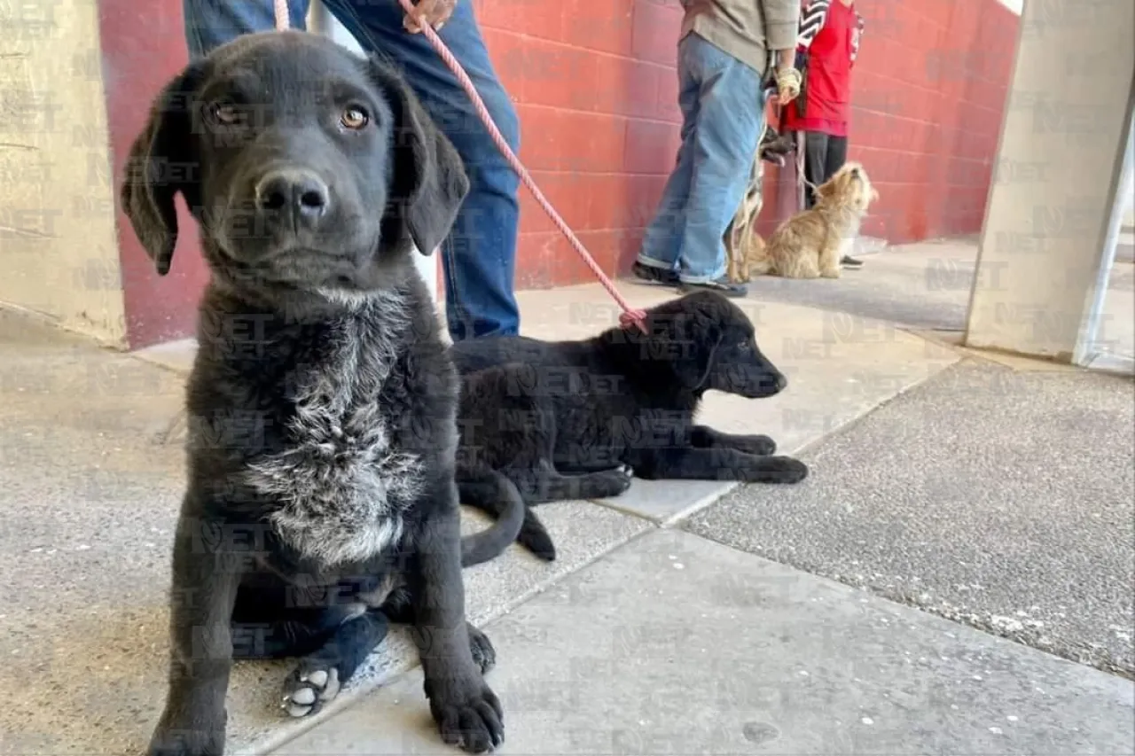 Vacuna y protege a tus mascotas antes del invierno en Juárez