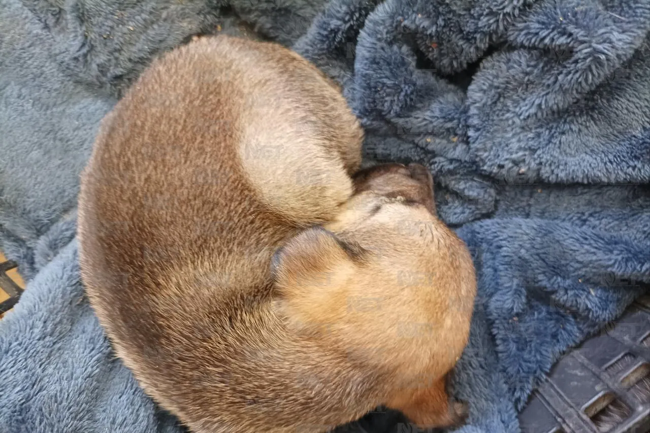 Vacuna y protege a tus mascotas antes del invierno en Juárez