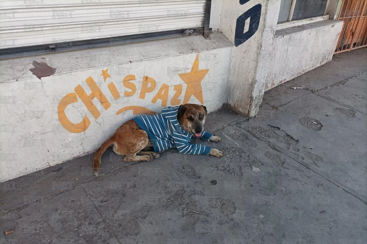 Vacuna y protege a tus mascotas antes del invierno en Juárez