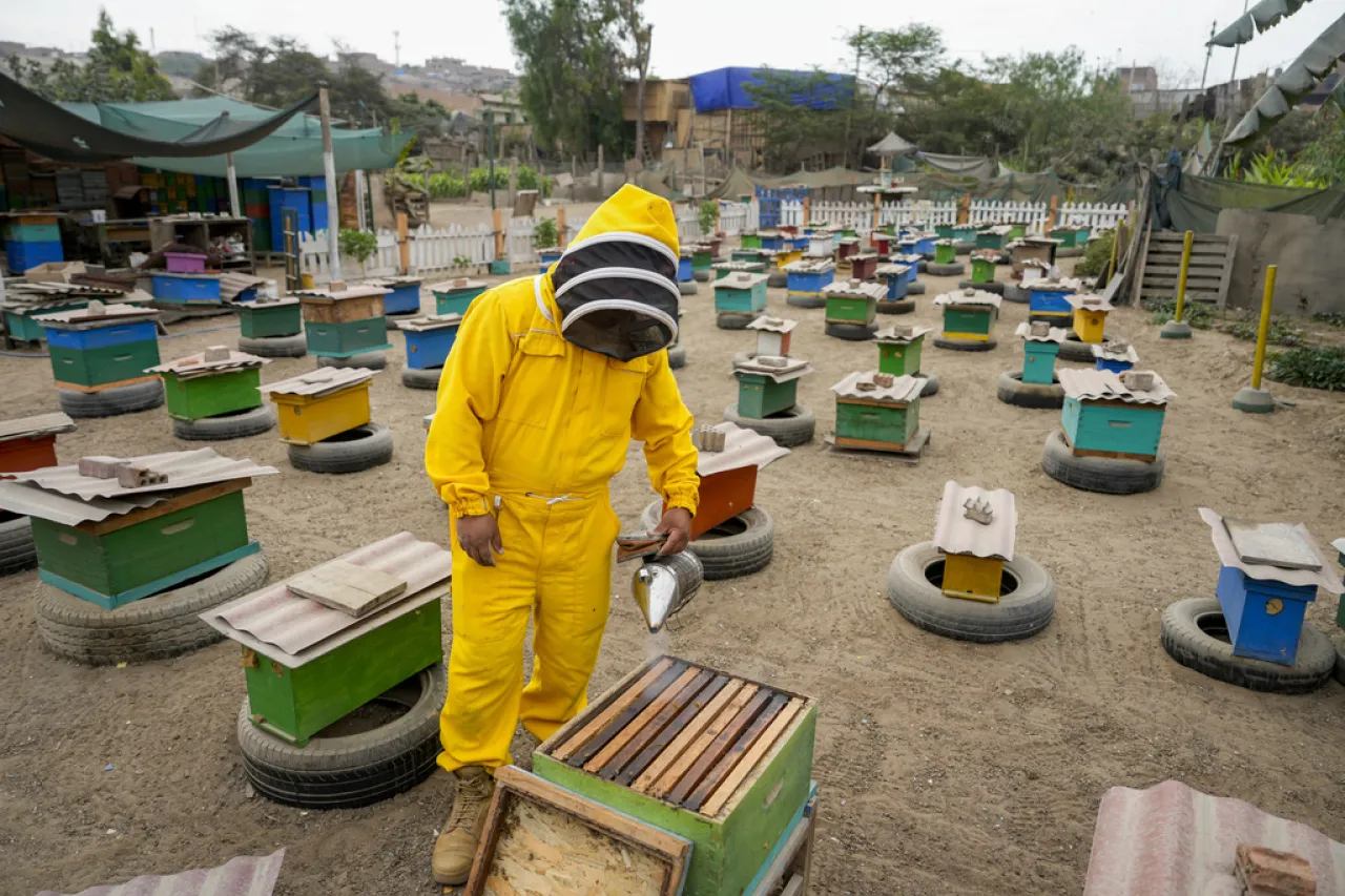 Activista rescata miles de abejas en casas, parques y cementerios de Perú