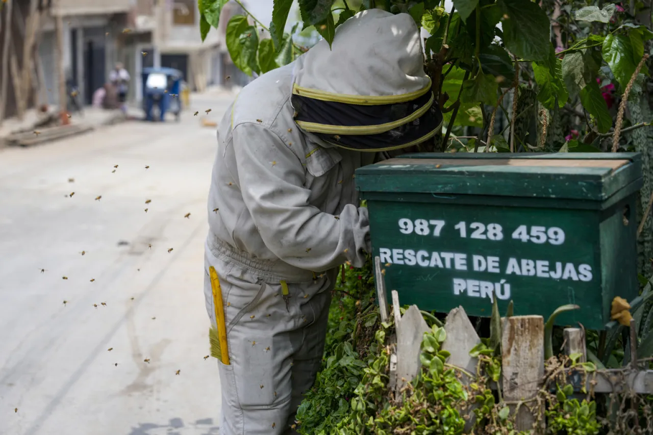 Activista rescata miles de abejas en casas, parques y cementerios de Perú