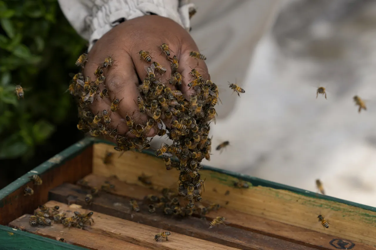 Activista rescata miles de abejas en casas, parques y cementerios de Perú