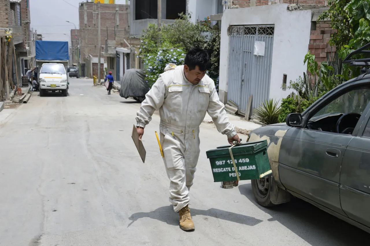 Activista rescata miles de abejas en casas, parques y cementerios de Perú