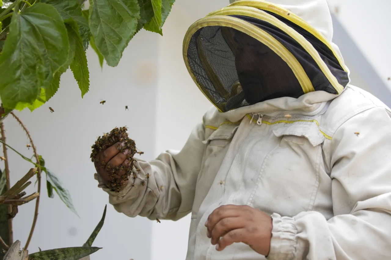 Activista rescata miles de abejas en casas, parques y cementerios de Perú