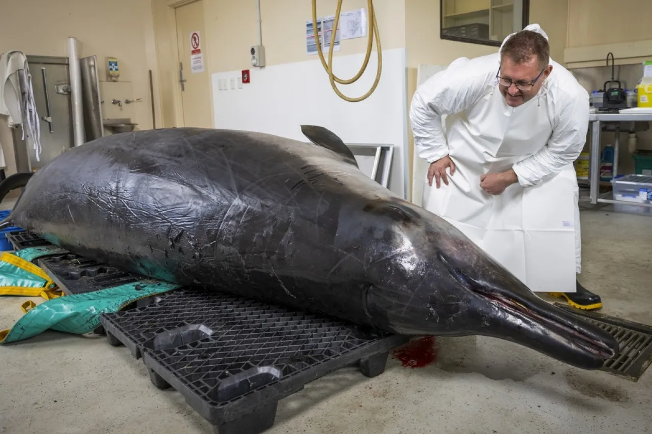 Científicos se reúnen para estudiar la ballena más rara del mundo