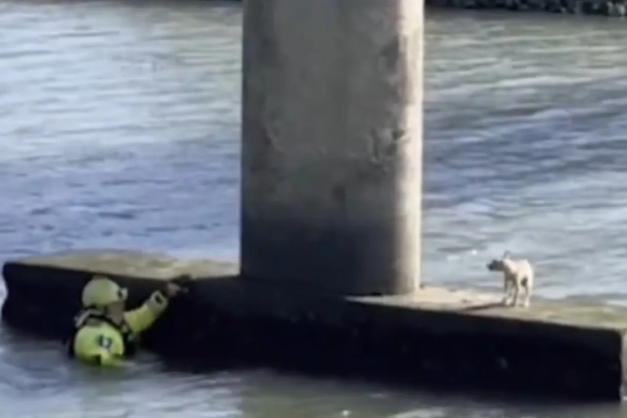 Video: Rescatan a perro varado en muelle de un puente en aguas heladas