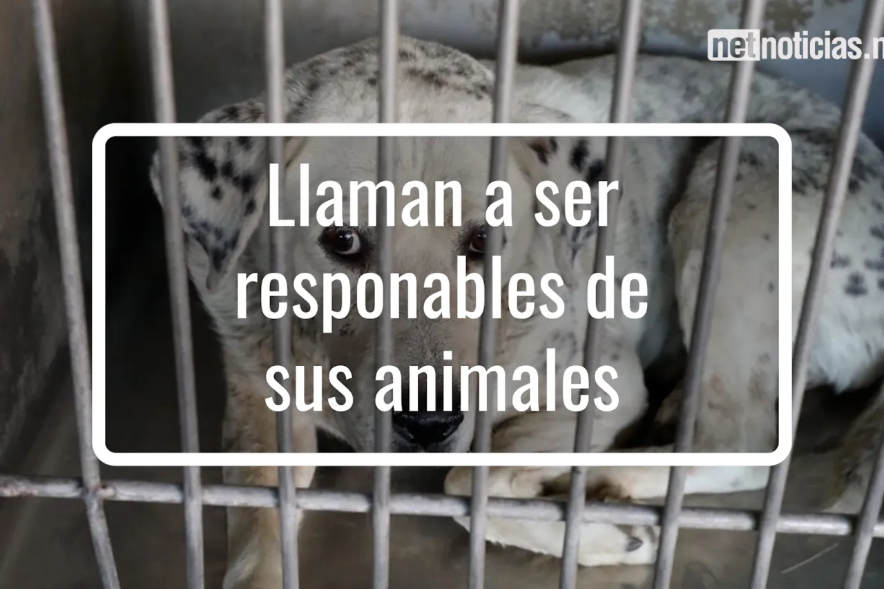 Perros agresivos: 7 casos al día enfrentan las autoridades en Juárez