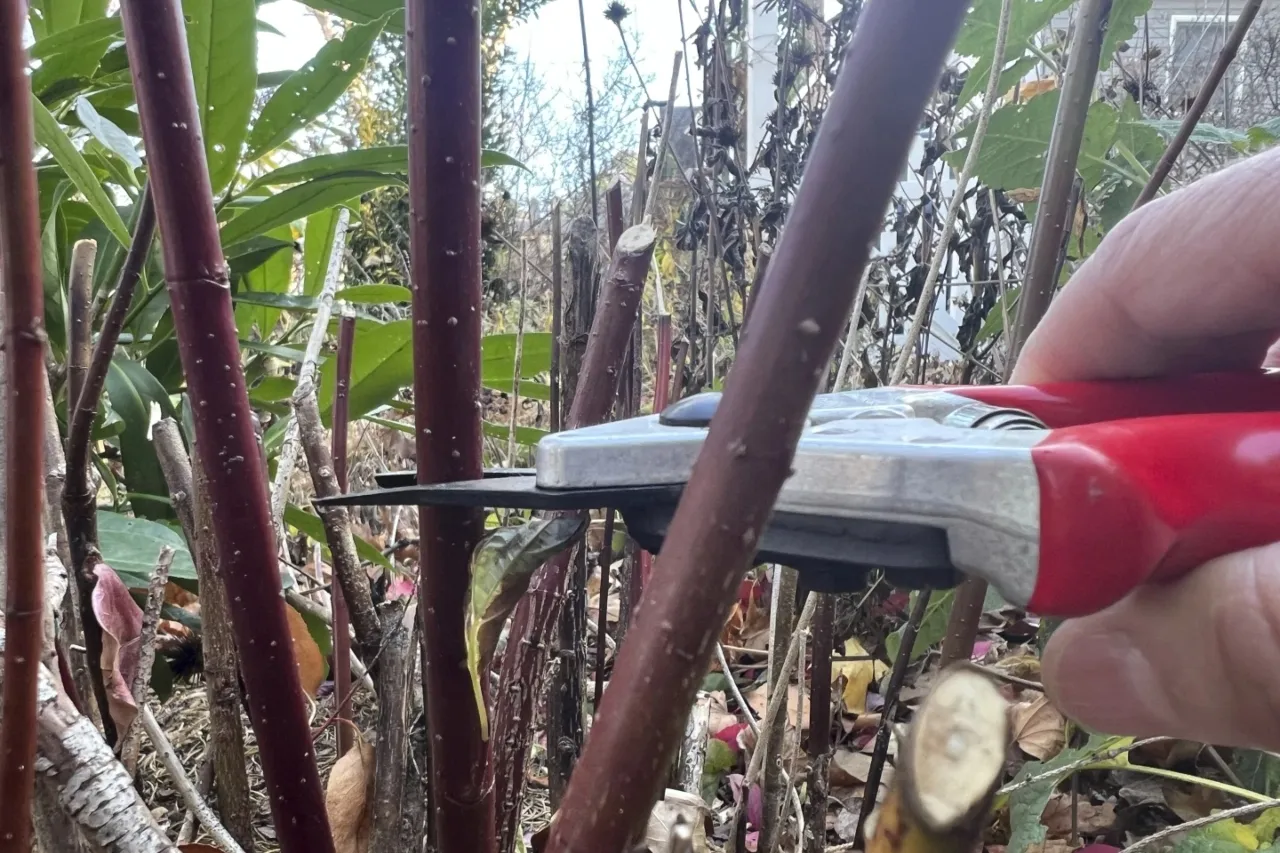 ¿Quieres más arbustos? Cómo hacer nuevos con esquejes de madera dura